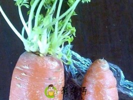 发芽的胡萝卜能生吃吗