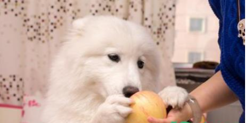 狗吃芒果会不会有危险