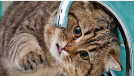 猫不爱喝水可以强灌吗