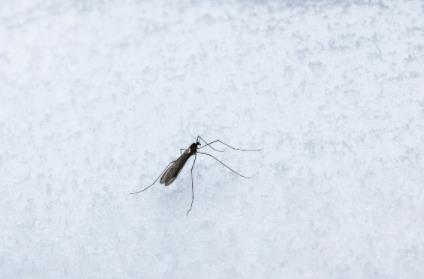 冬天蚊子都冻死了夏天蚊子怎么来的(冬天有蚊子正常吗)