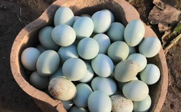 绿壳鸡蛋是什么鸡生的(绿壳鸡蛋和普通鸡蛋有区别吗)