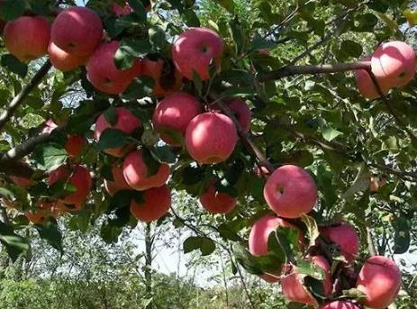 如何提高苹果树产量