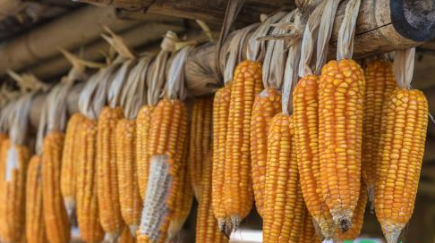 节后玉米价格暴涨是何原因(2021近期玉米还会涨价吗)