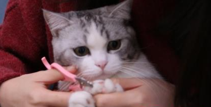 猫咪指甲出血怎么应急处理