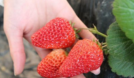 草莓表面有一层白霜能吃吗(草莓怎么保存时间久)