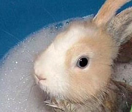 兔子几个月之后可以洗澡（兔子不洗澡会脏吗）