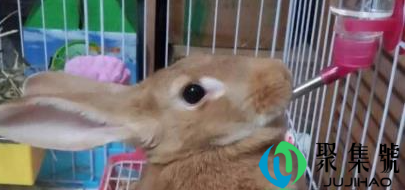 兔子喝水怎么喂(兔子不喝水会死吗)