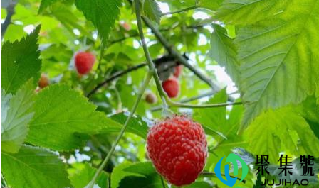 树莓适合在什么地方种植(家养树莓怎么种植)