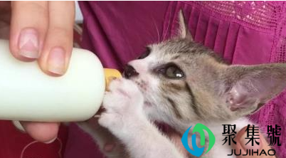 超市的羊奶粉猫能喝吗（猫咪断奶几个月吃什么）