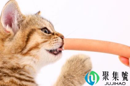 猫咪专用火腿肠对猫有害吗(猫咪吃火腿肠好吗)