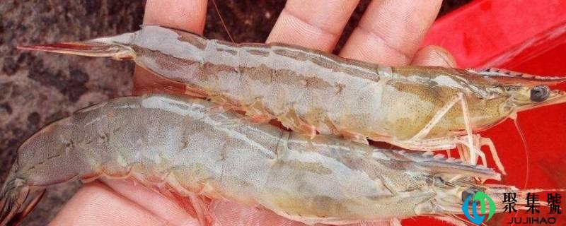 东方虾是淡水仍是海水