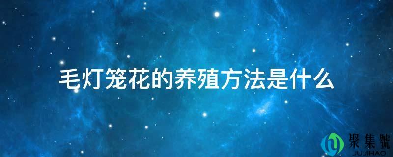 毛灯笼花的养殖办法是什么