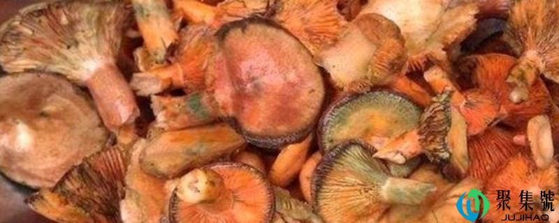 新颖的枞树菌怎么保留办法