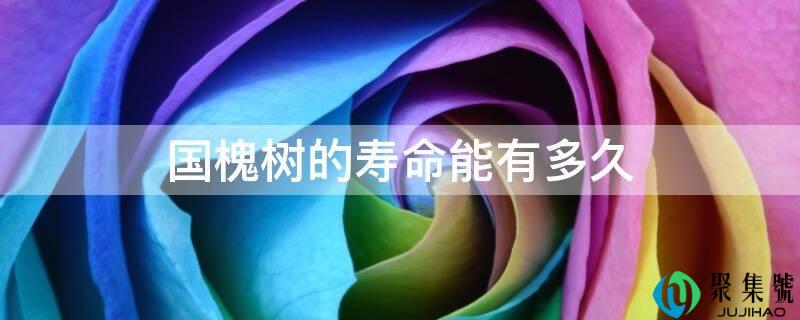 国槐树的寿命能有多久