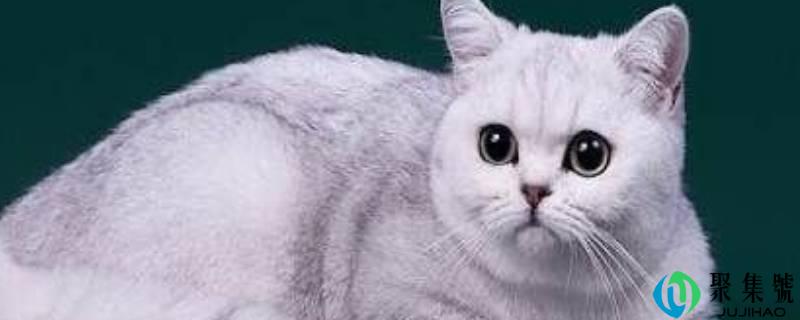 猫的别称或雅称