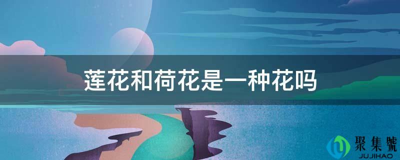 莲花和荷花是一种花吗