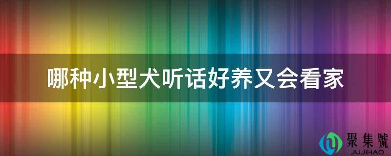 哪种小型犬听话好养又会看家