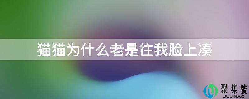 猫猫为什么老是往我脸上凑