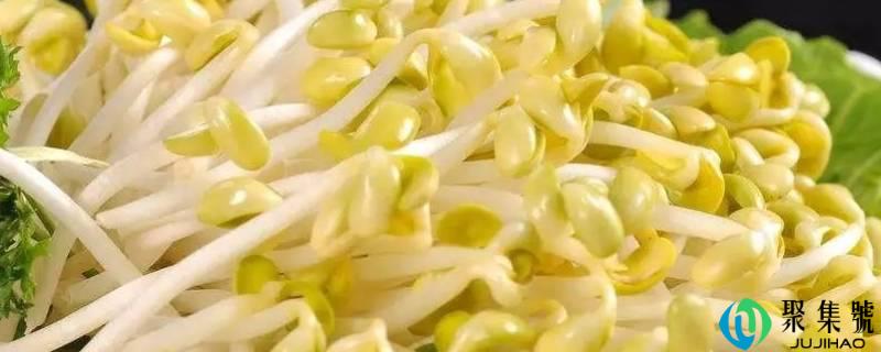 炎天发黄豆芽要留意什么
