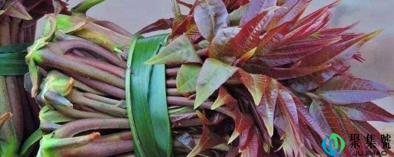香椿什么时候抽芽