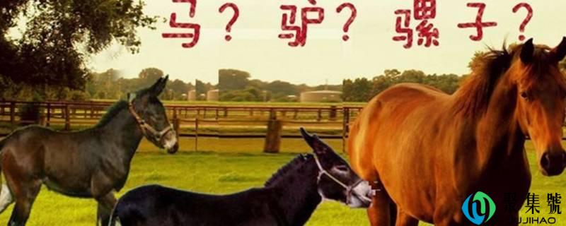 马和骡子和驴的关系和区别