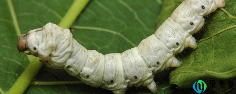 蚕宝宝酿成飞蛾后怎么分辩公母
