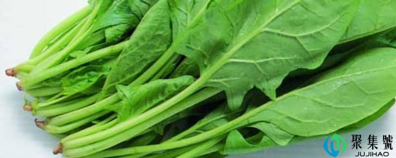 菠菜是发物吗