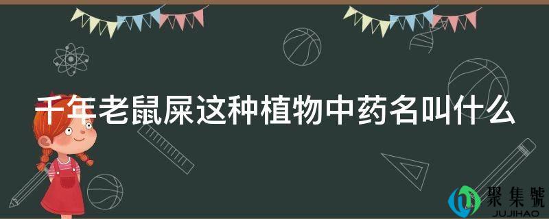 千年老鼠屎那种动物中药名叫什么