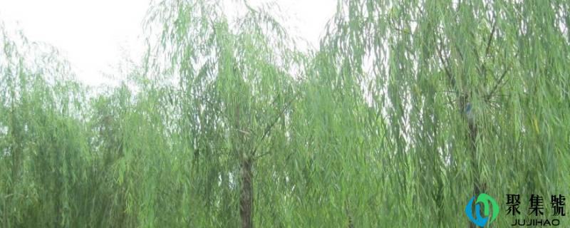 柳树动物记录卡怎么写