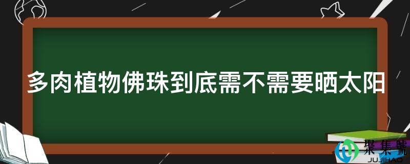 多肉动物佛珠到底需不需要晒太阳