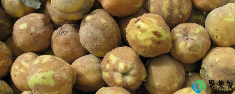 榅桲是什么生果