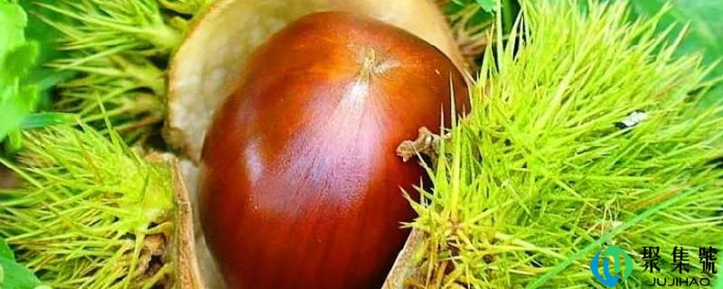 抽芽的板栗还能吃吗