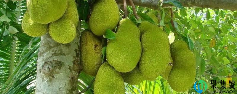 详细阅读:路边的菠萝蜜能吃吗 路边的菠萝蜜能吃吗