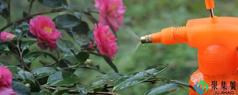 洗米水发酵多久能够浇花