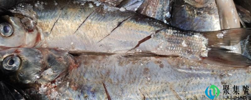 翘嘴和白条是一种鱼吗