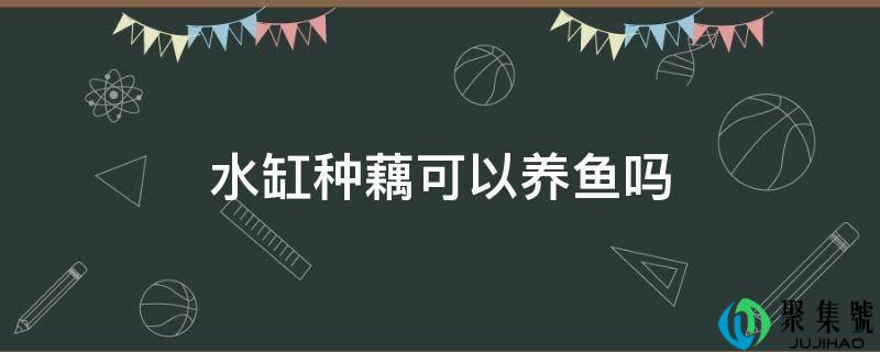 水缸种藕可以养鱼吗