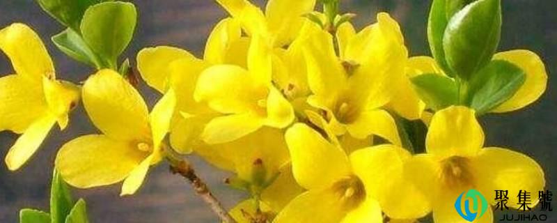 迎春花的样子描写