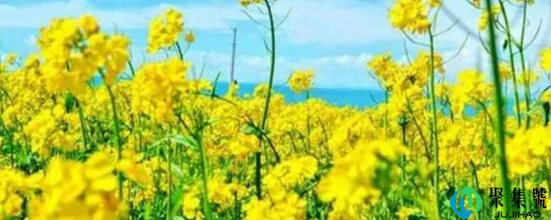 油菜花的形状像什么