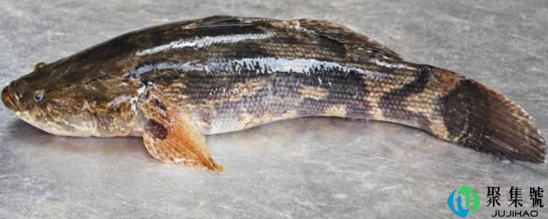 笋壳鱼又叫什么鱼