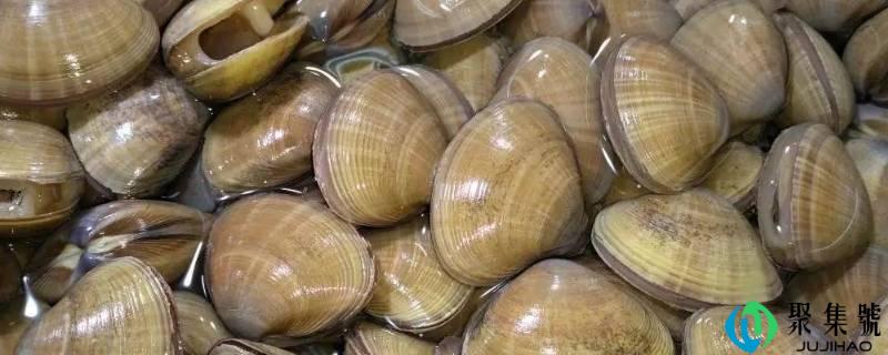 大黄蚬子煮多长时间