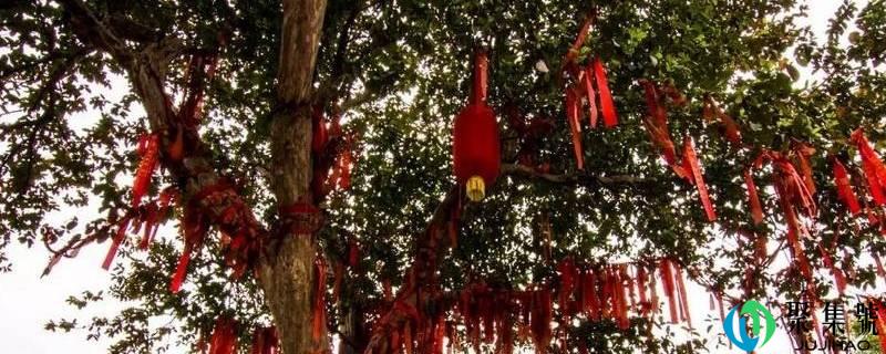 南风的寓意有哪些