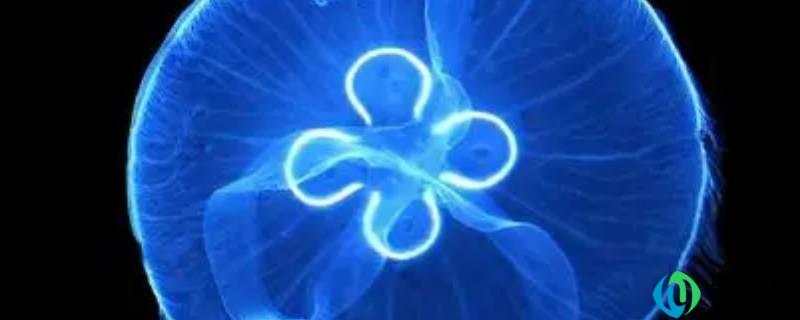 海月水母的特点