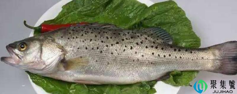 鲈鱼冷冻后能清蒸吗
