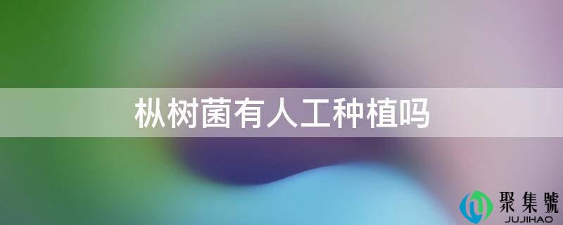 枞树菌有人工种植吗