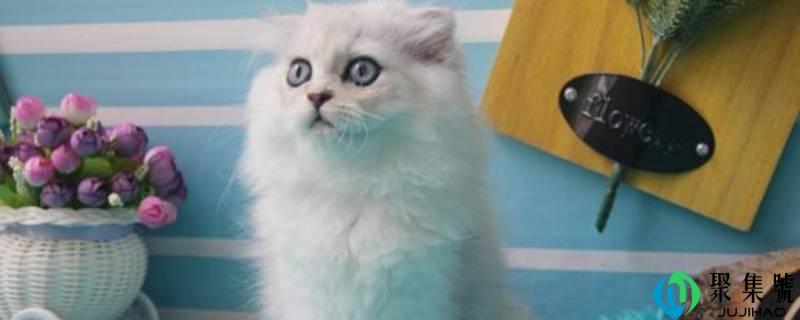 金吉拉与波斯猫有什么区别
