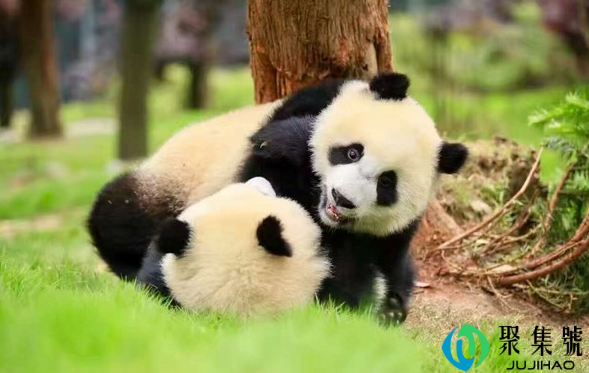 大熊猫的生活习性和特点是什么啊（大熊猫的生活方式）