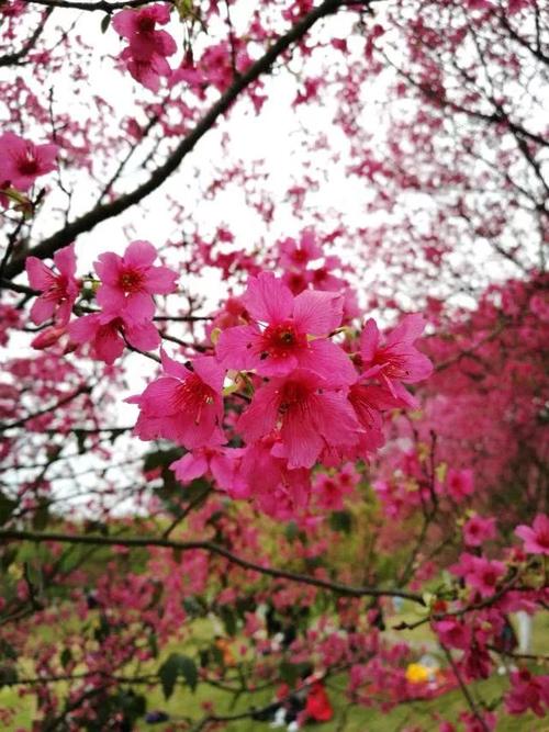 樱花长什么样子(樱花的样子)