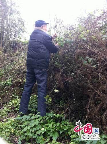 坟上长树要怎样清除掉(坟上长树要怎样清除掉树根怎么办)