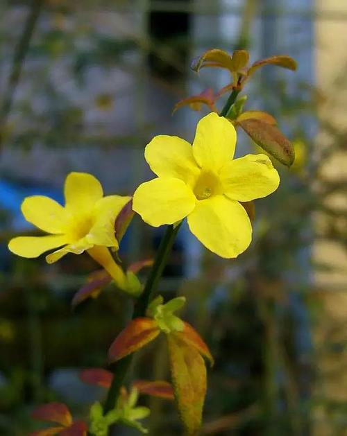 迎春花有什么特点(迎春花多少钱一株)