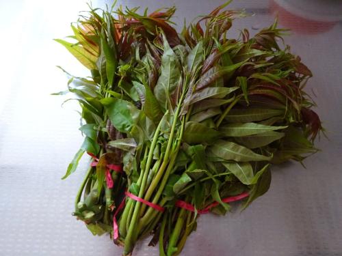 香椿芽怎么做好吃(香椿怎么做好吃)